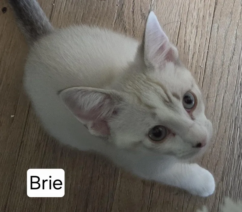 Brie