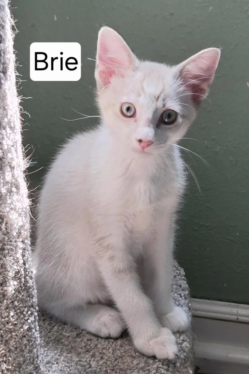 Brie thumbnail 2