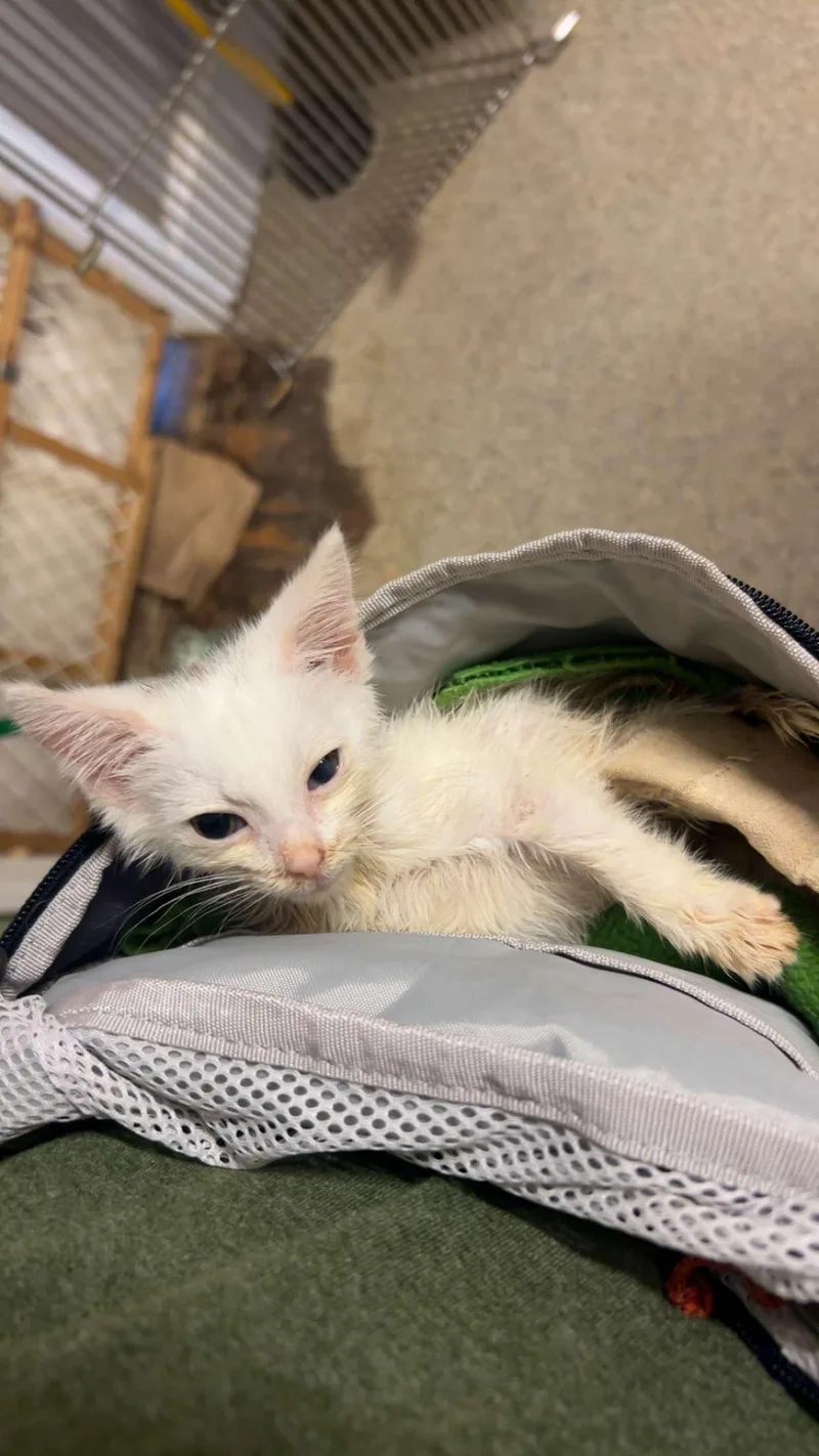 A baby medium-sized male White Domestic Short Hair cat named Dolly for adoption in Colbert, GA