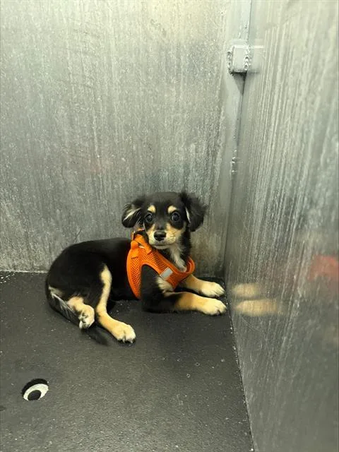 A baby small-sized male Dachshund dog named Stewy for adoption in San Antonio, TX
