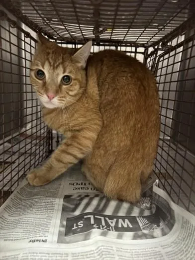 An adult medium-sized female Domestic Short Hair cat named Rollie for adoption in Chatsworth, CA