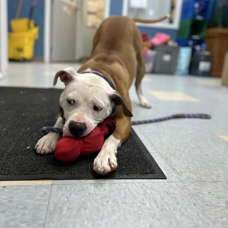 Milly Mae thumbnail 4