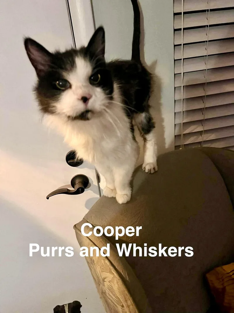 An adult medium-sized male Domestic Long Hair cat named Cooper for adoption in New Hartford, NY