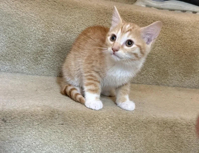 A baby medium-sized female Orange & White Domestic Short Hair cat named Sunny for adoption in Kannapolis, NC