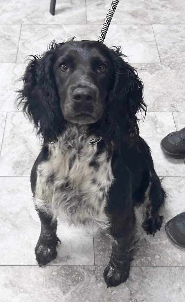 An adult medium-sized female Tricolor (Brown, Black, & White) English Springer Spaniel dog named Hazel for adoption in Rochester, IN