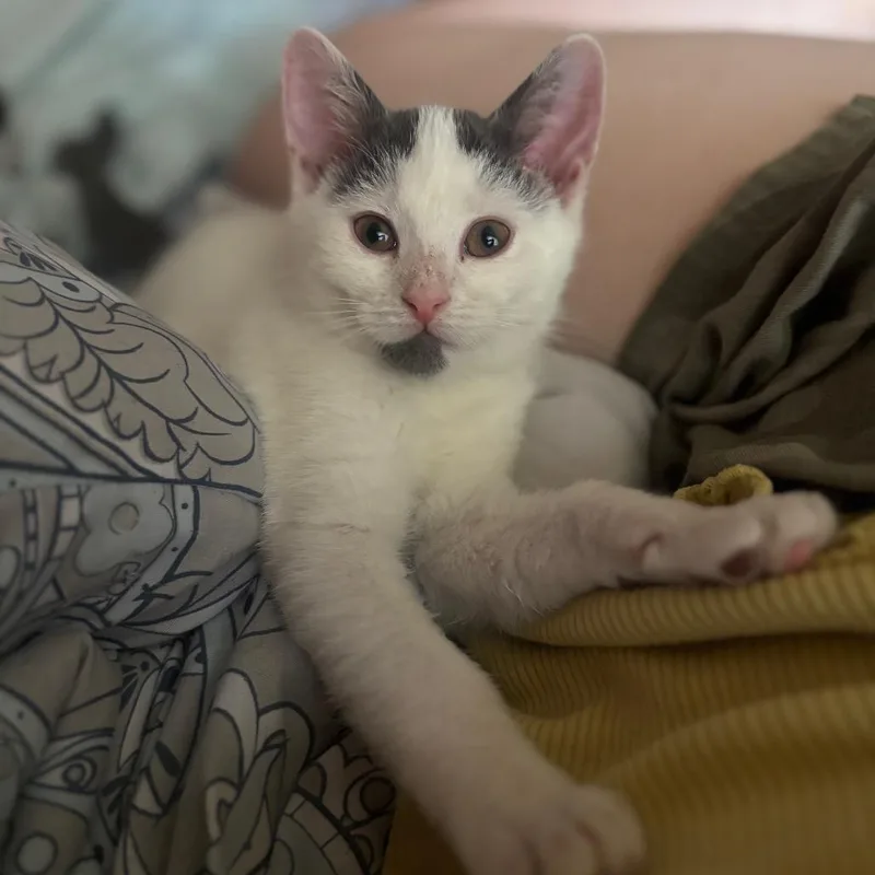 A baby small-sized female Gray / Blue / Silver Domestic Short Hair cat named Elowen for adoption in Woodbury, NJ
