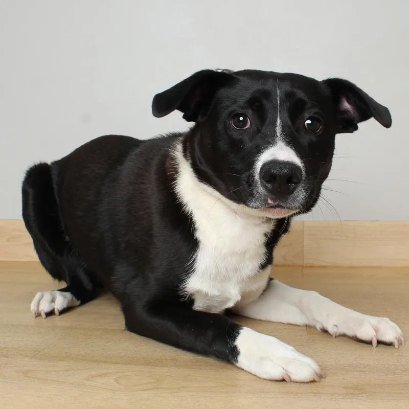 A young medium-sized male Black Feist dog named Prance D for adoption in Minnetonka, MN