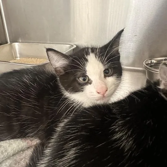 A baby small-sized male Black & White / Tuxedo Domestic Short Hair cat named Peony for adoption in Wilmington, DE