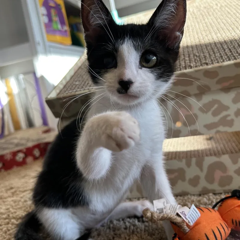 A baby small-sized female Black Domestic Short Hair cat named Juliet for adoption in Port Richey, FL