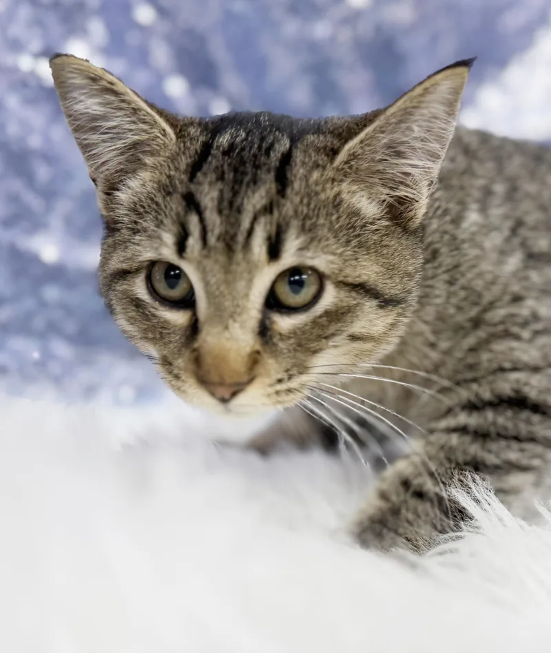 A baby small-sized male Tabby (Brown / Chocolate) Tabby cat named Hudson is handsome and for adoption in Bedford Hills, NY