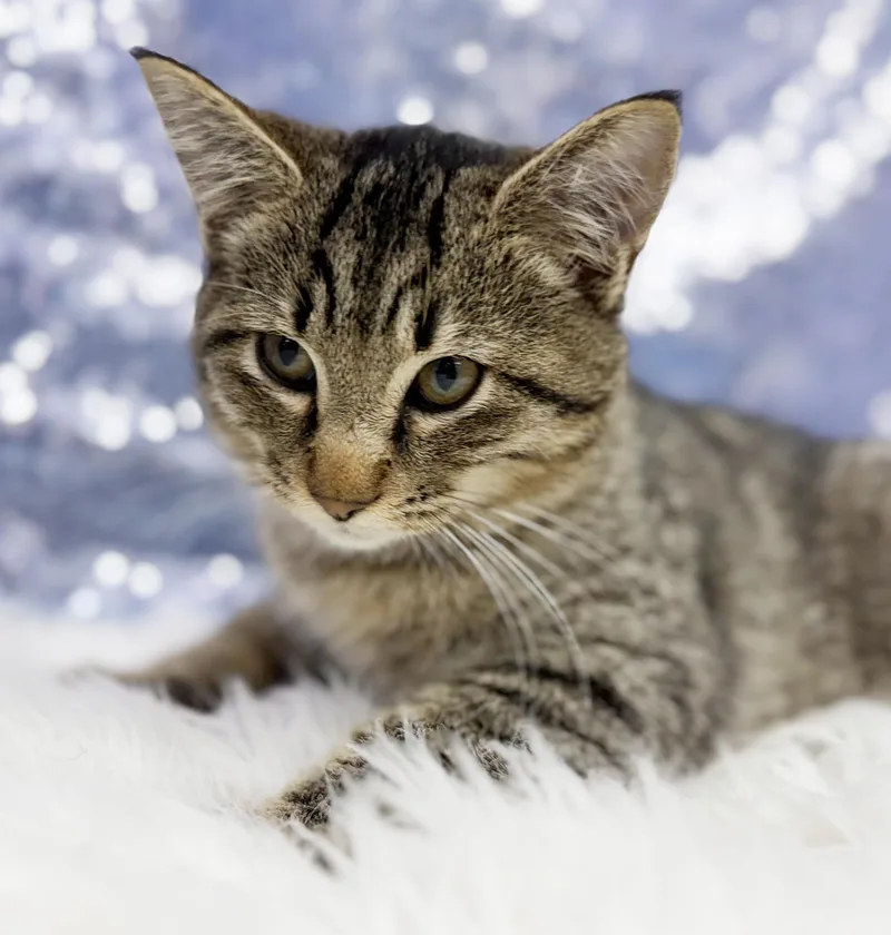 Hudson is handsome and thumbnail 5
