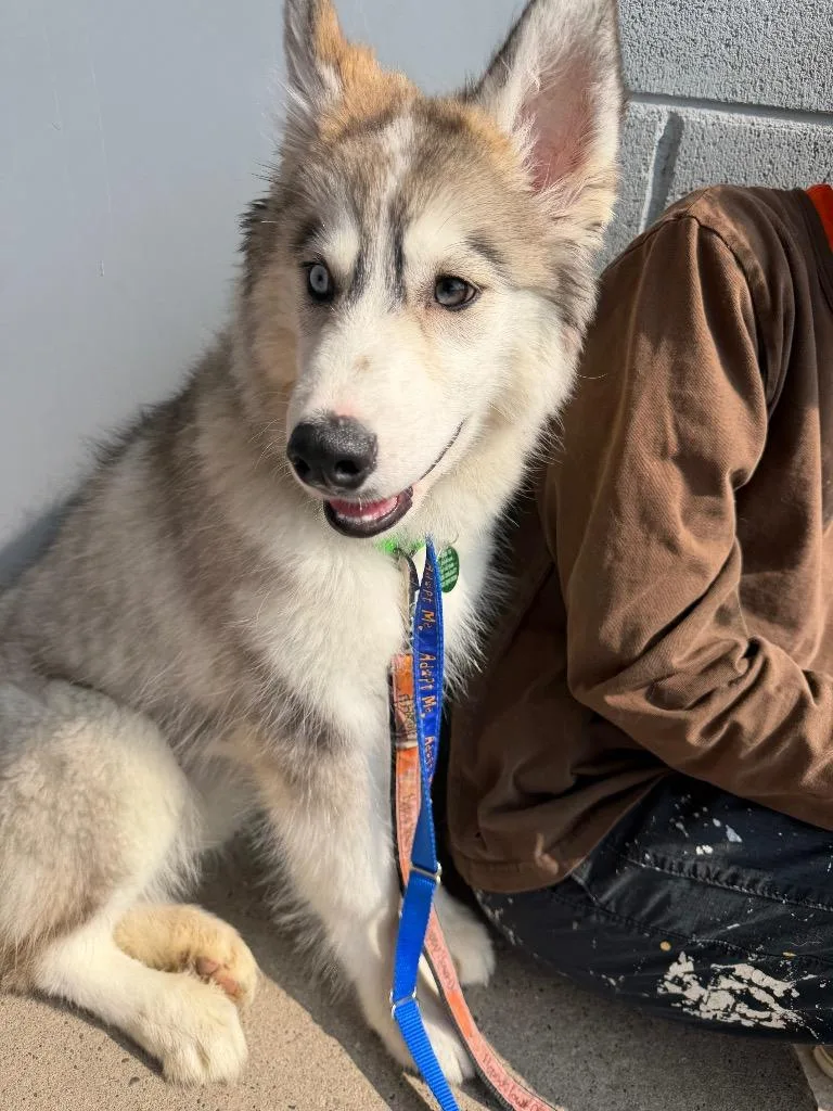 A baby large-sized female Husky dog named Dandelion $ for adoption in Milwaukee, WI