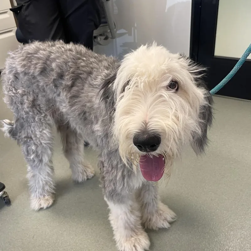 A young medium-sized female Gray / Blue / Silver Old English Sheepdog dog named Godiva for adoption in Abilene, TX