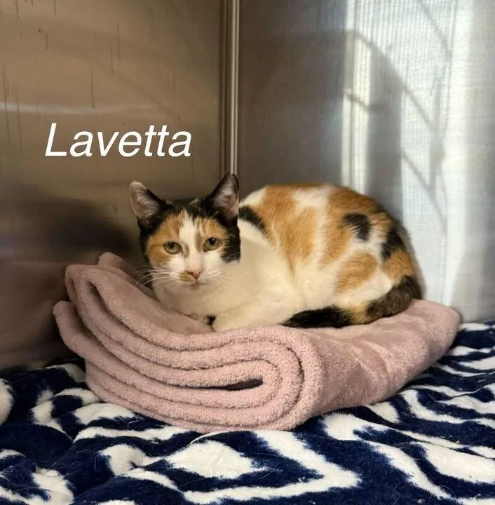 Lavetta thumbnail 2