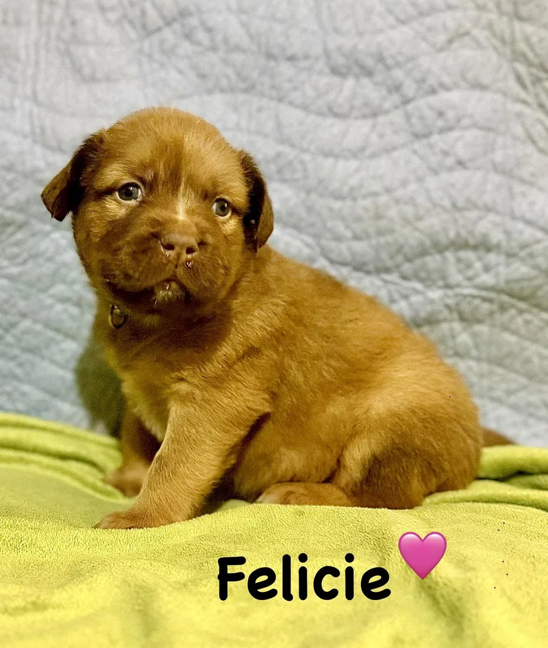 A baby medium-sized female Staffordshire Bull Terrier dog named Felicie Belles & Beau for adoption in Holly Springs, NC