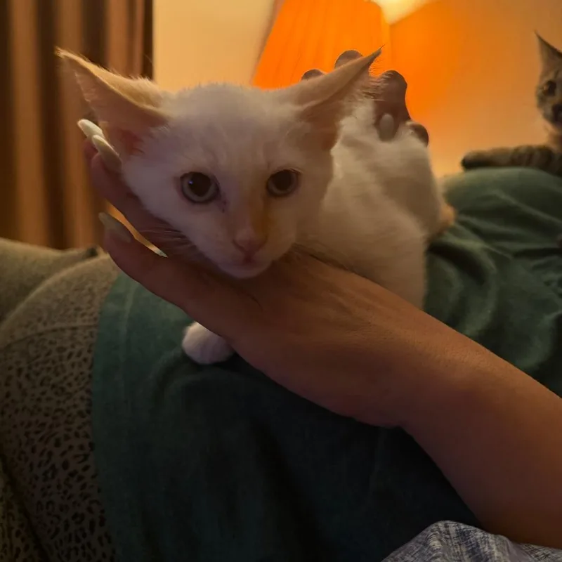 Snowball