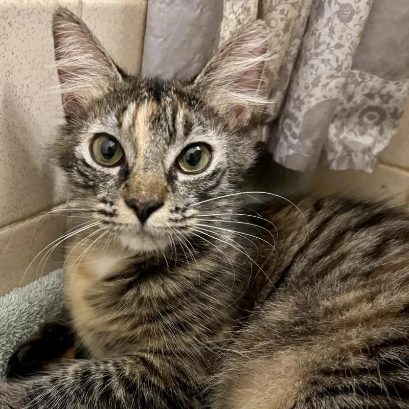 Macchiato