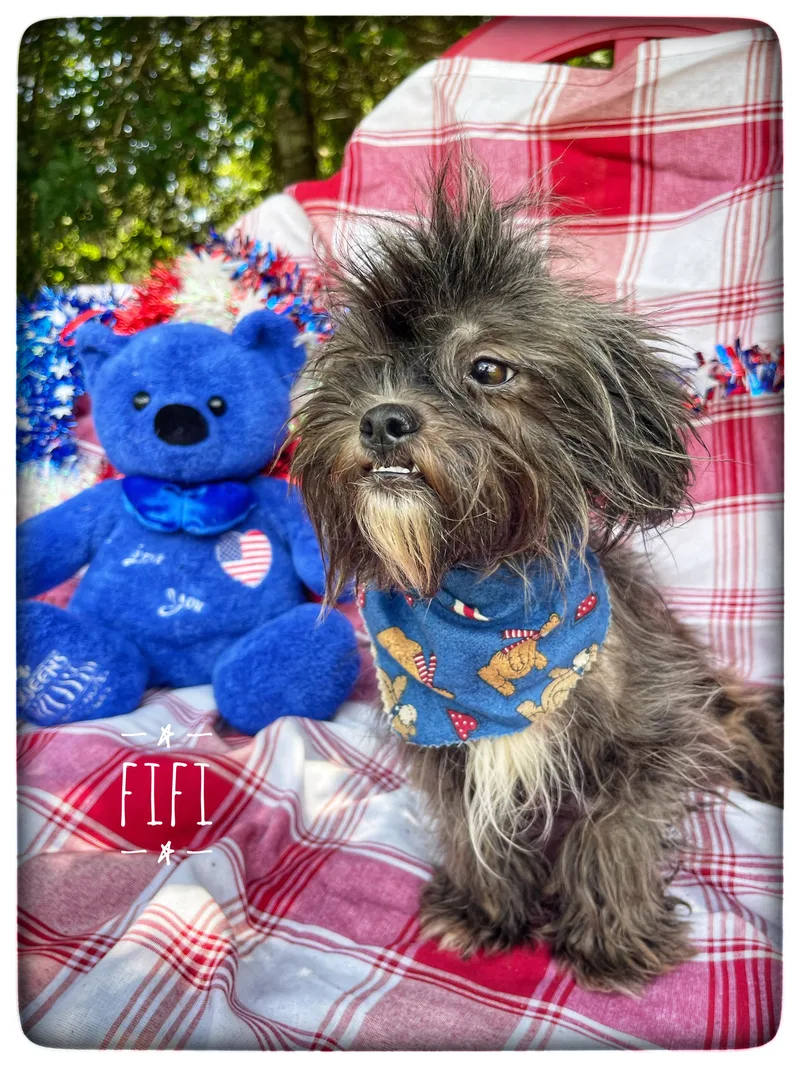 A young small-sized female Affenpinscher dog named Fifi for adoption in Sebring, FL