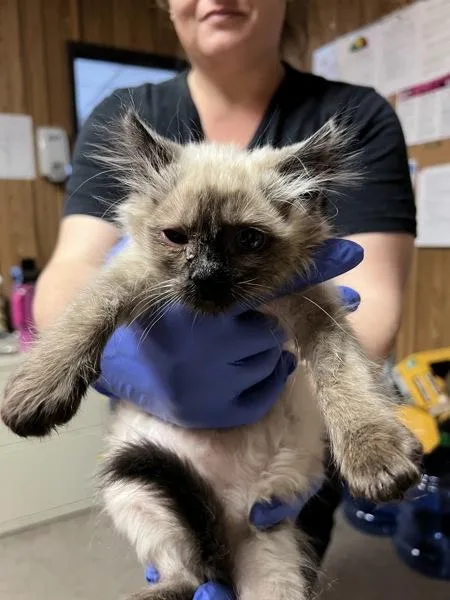 A baby small-sized female Domestic Long Hair cat named Paloma for adoption in Vallejo, CA