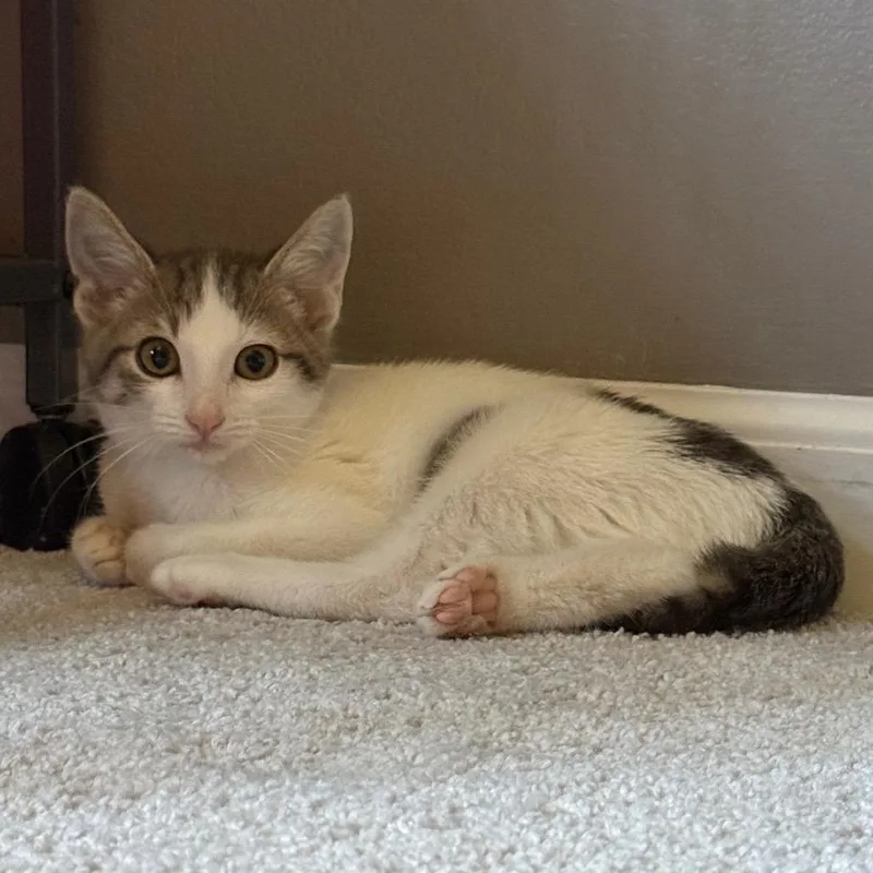 A baby small-sized male White Domestic Short Hair cat named Bonk for adoption in Kansas City, MO