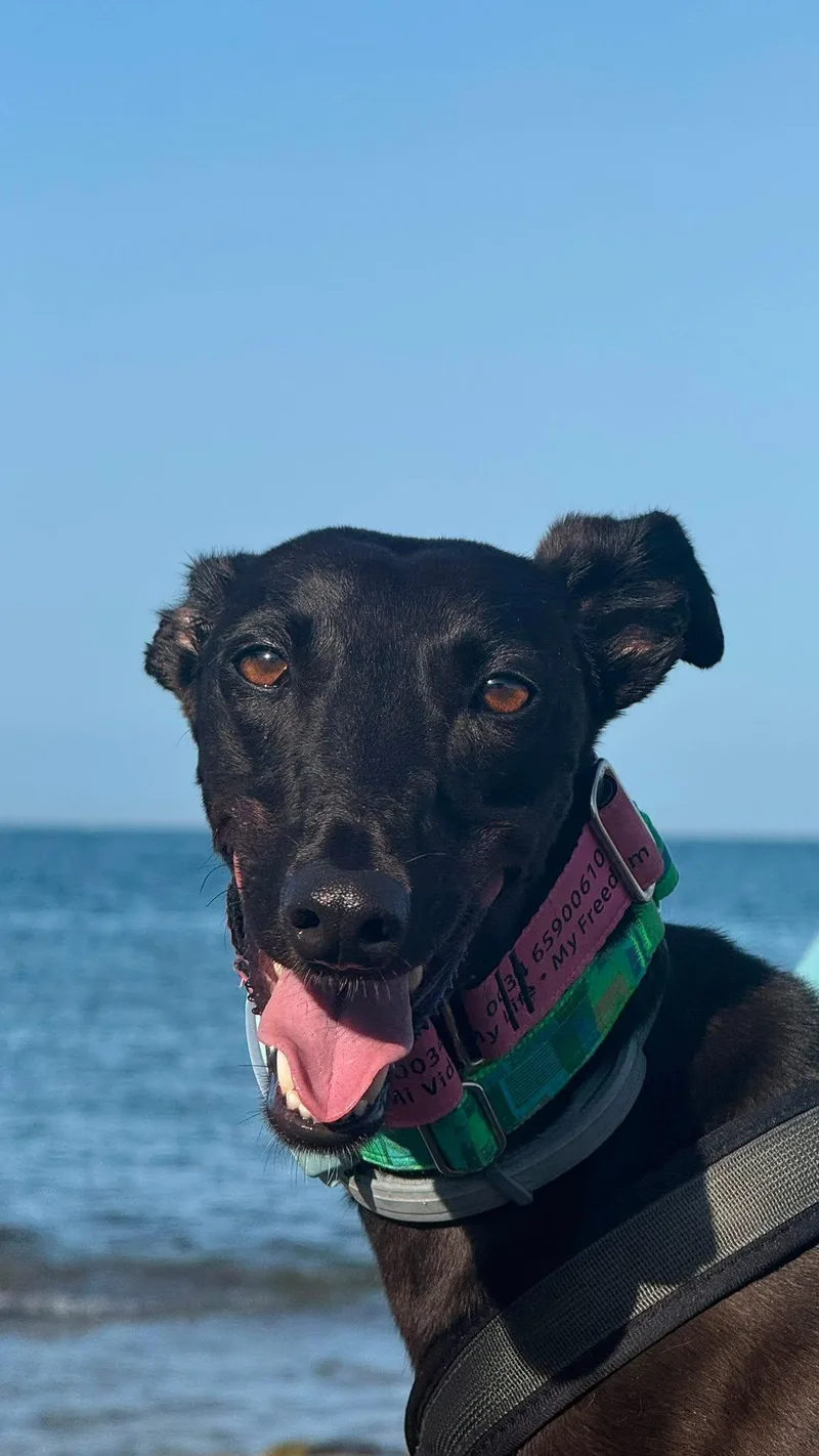 A young medium-sized female Galgo Spanish Greyhound dog named Kanji for adoption in Winter Park, FL