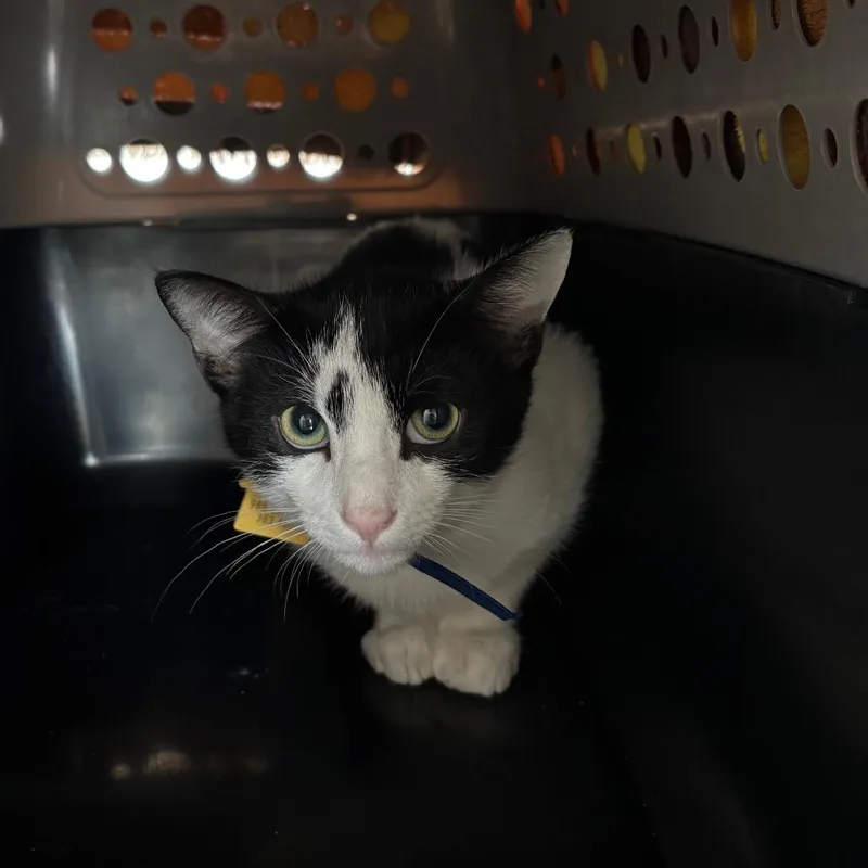 A baby small-sized male Black Domestic Short Hair cat named Lando for adoption in Springfield, MA