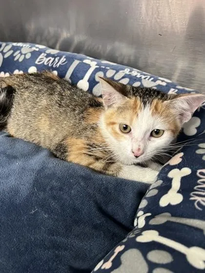 A baby small-sized female Domestic Short Hair cat named Honey Bunches for adoption in Houston, TX