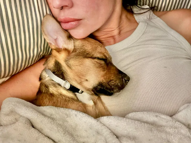 A baby small-sized female Red / Chestnut / Orange Fox Terrier dog named Penny for adoption in Austin, TX