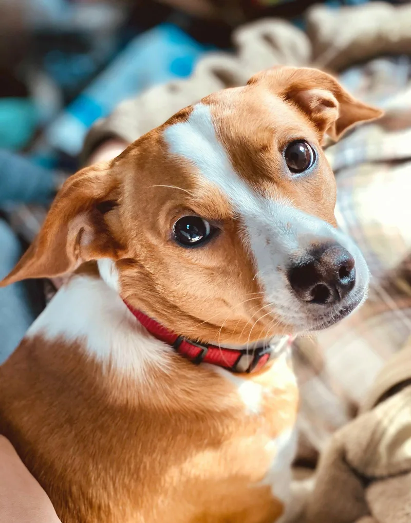 An adult small-sized male Corgi dog named Nico Russ for adoption in Saunderstown, RI