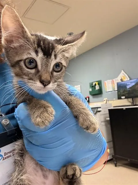 A baby small-sized male Domestic Short Hair cat named Ricco for adoption in Riverside, CA