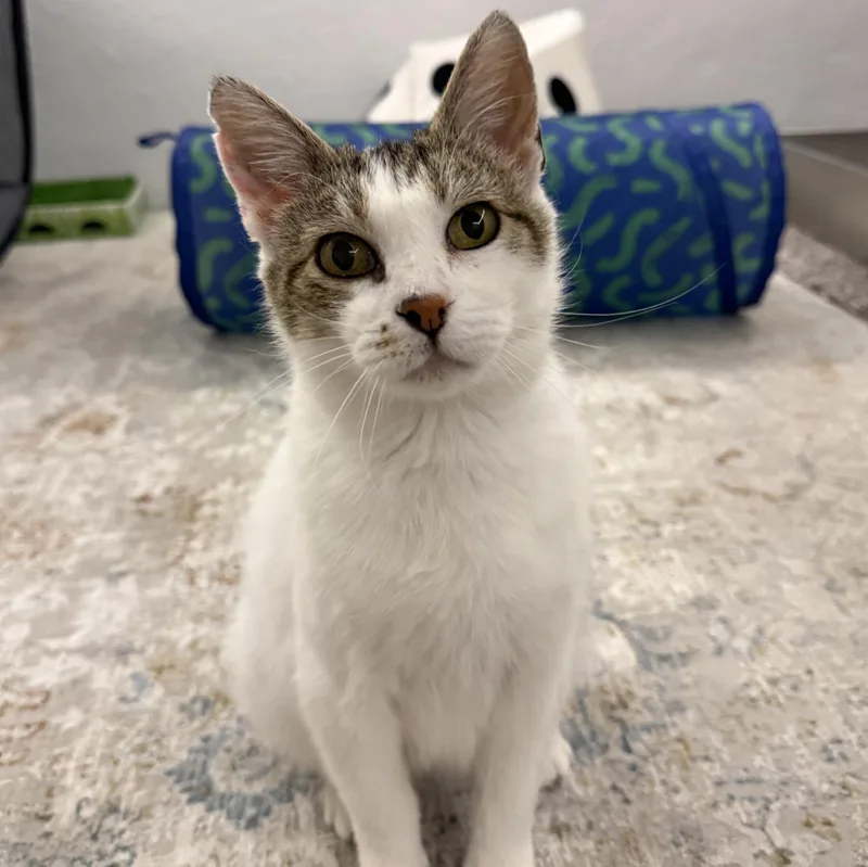 A young medium-sized female Black Domestic Short Hair cat named Sammy Vierra for adoption in Morrison, CO