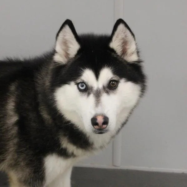 An adult medium-sized female Siberian Husky dog named Millie for adoption in Des Moines, IA
