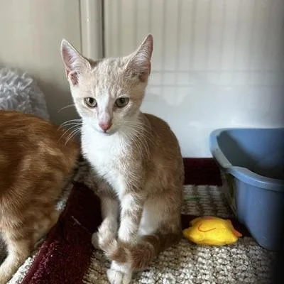 A baby small-sized male American Shorthair cat named Queso for adoption in Poplar Bluff, MO