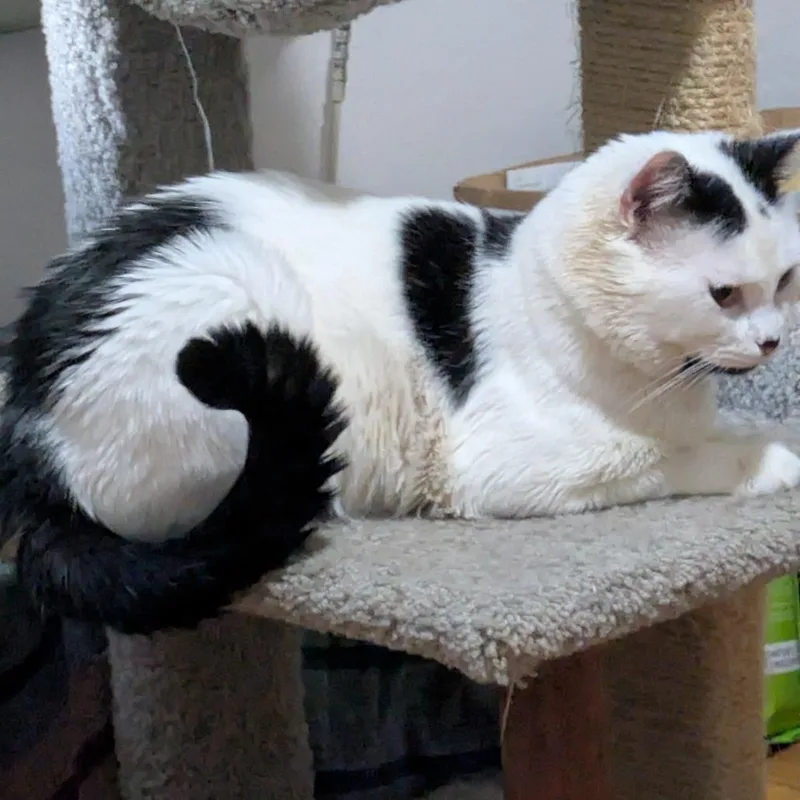 A senior large-sized male Domestic Short Hair cat named Norm for adoption in Evanston, IL