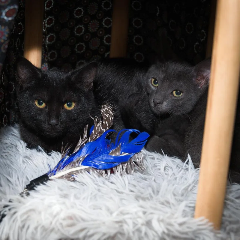 A baby small-sized female Domestic Short Hair cat named Erie for adoption in Natick, MA