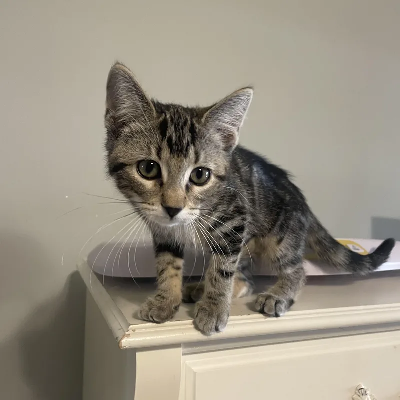 Monstropolis thumbnail 2