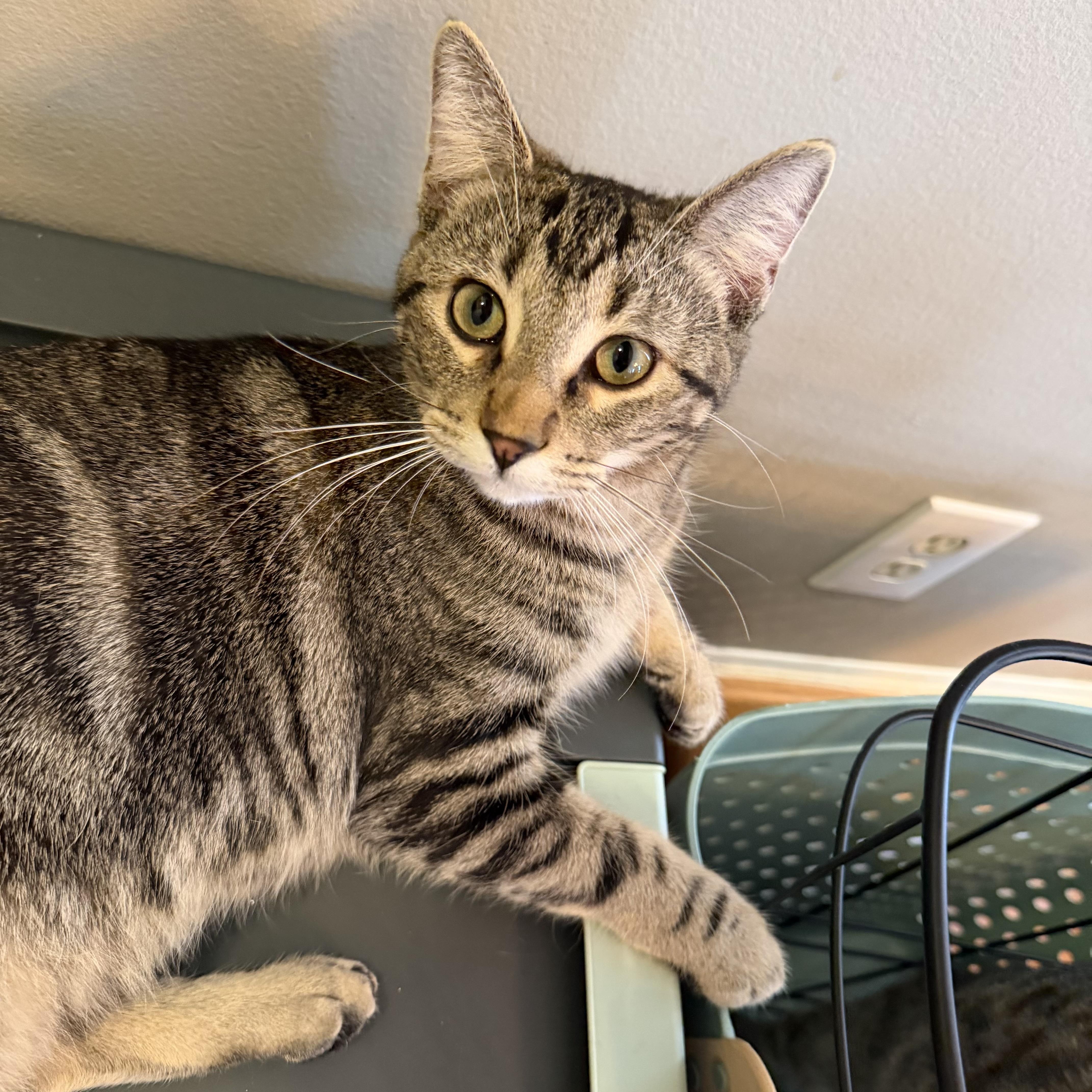 Monstropolis thumbnail 5