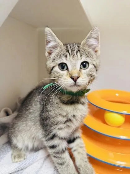 A baby small-sized male Domestic Short Hair cat named Skeletor for adoption in West Chester, PA