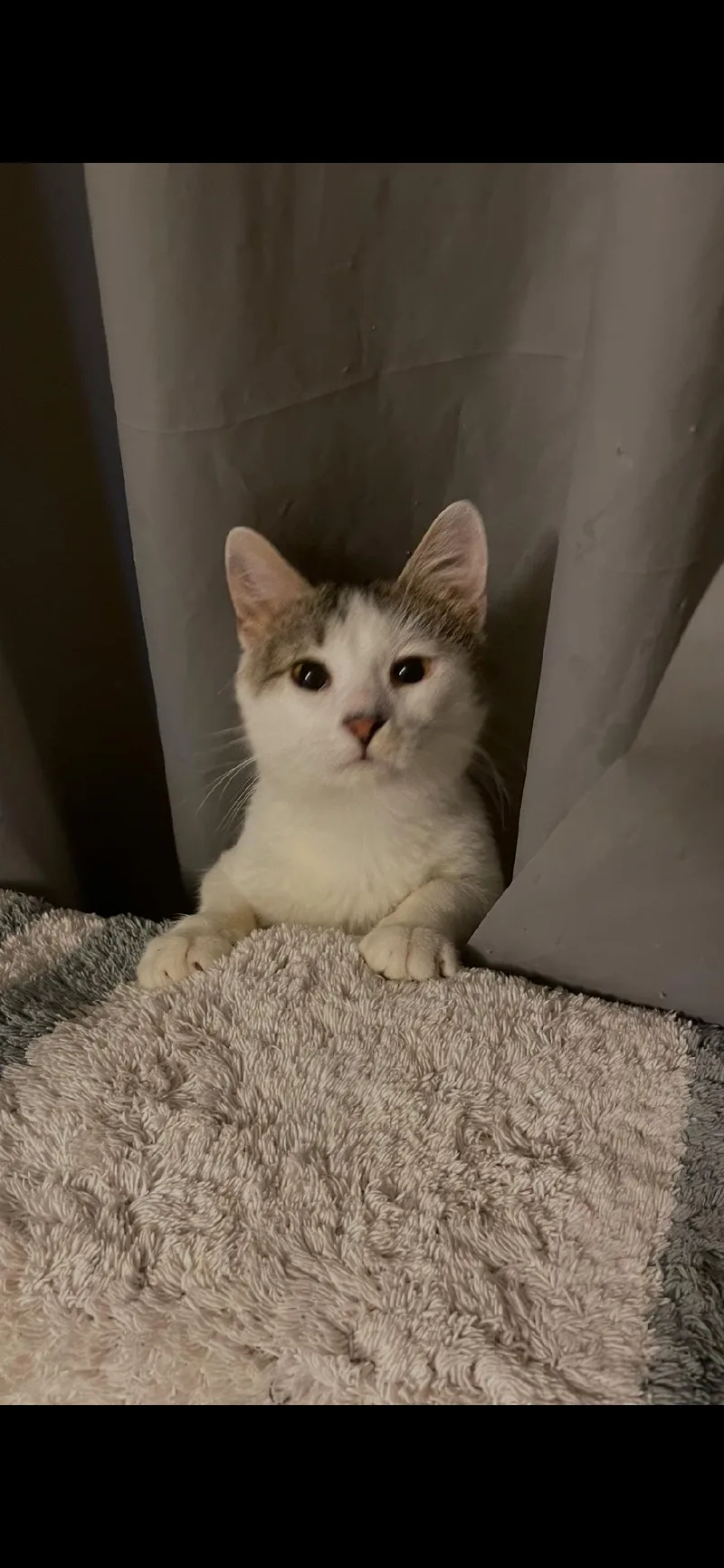 A baby medium-sized male Gray & White Domestic Short Hair cat named Vex for adoption in Mokena, IL