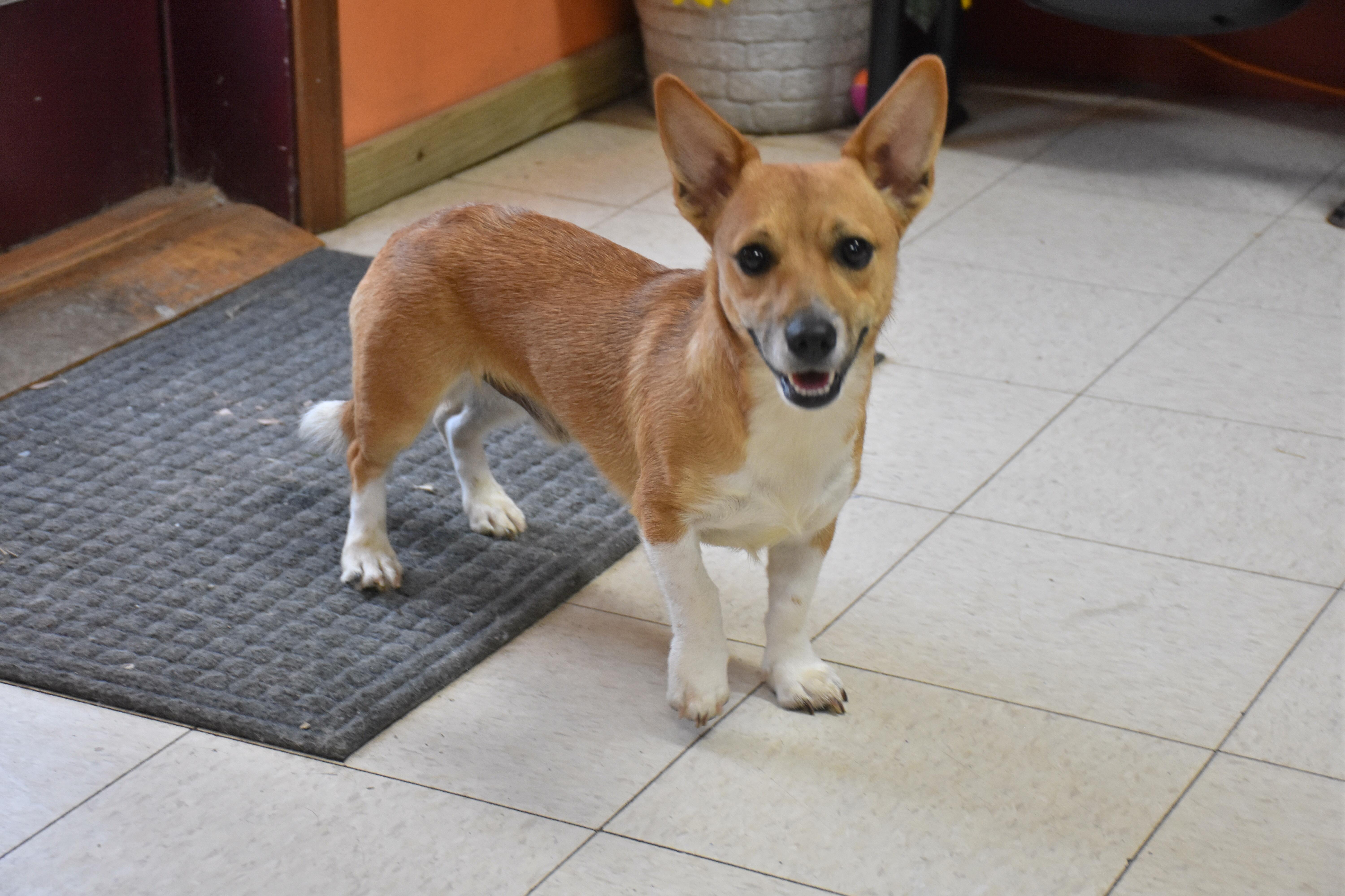 An adult small-sized male Yellow / Tan / Blond / Fawn Corgi dog named Bronco for adoption in North Judson, IN