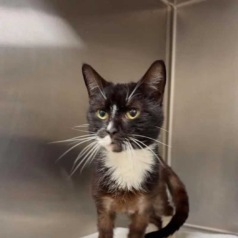 An adult medium-sized male Black Domestic Short Hair cat named Pippin for adoption in Rocky Mount, VA