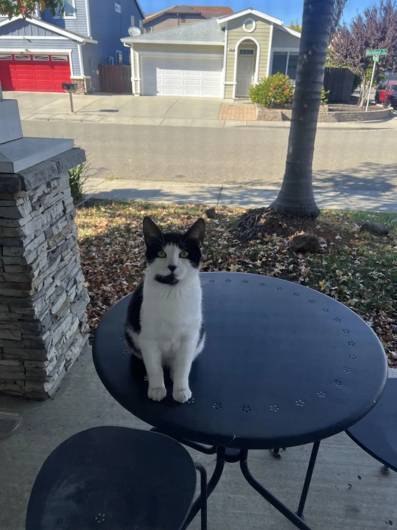 A young medium-sized male Black & White / Tuxedo Domestic Short Hair cat named Ace for adoption in Vacaville, CA