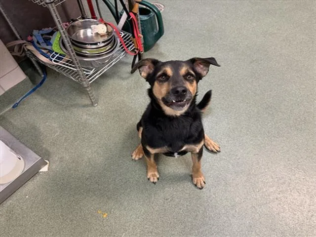 An adult small-sized male Mixed Breed dog named Broadus for adoption in Santa Fe, NM