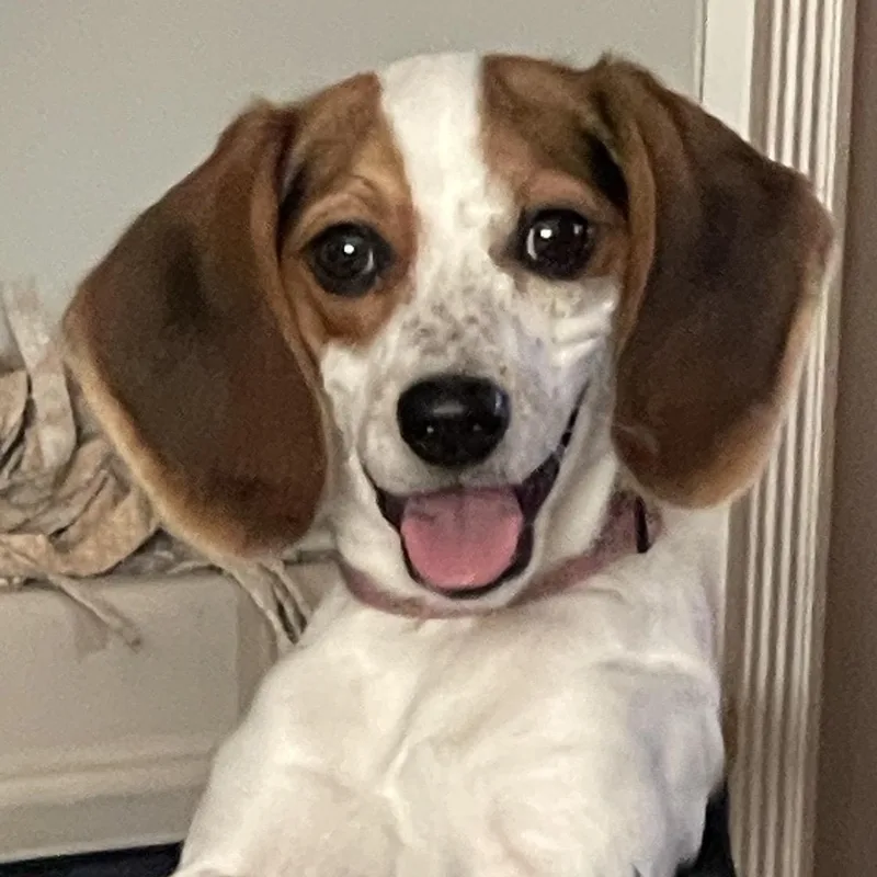 Lulubea thumbnail 5