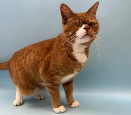 An adult small-sized female Domestic Short Hair cat named Pensive for adoption in Woodbury, MN