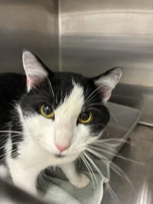 An adult medium-sized male Domestic Short Hair cat named Gonzo for adoption in Lafayette, IN