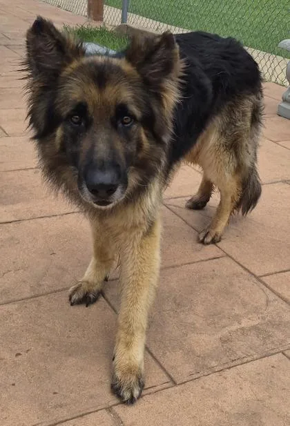 Bear