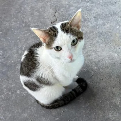 An adult medium-sized male Domestic Short Hair cat named Preston for adoption in Kansas City, MO