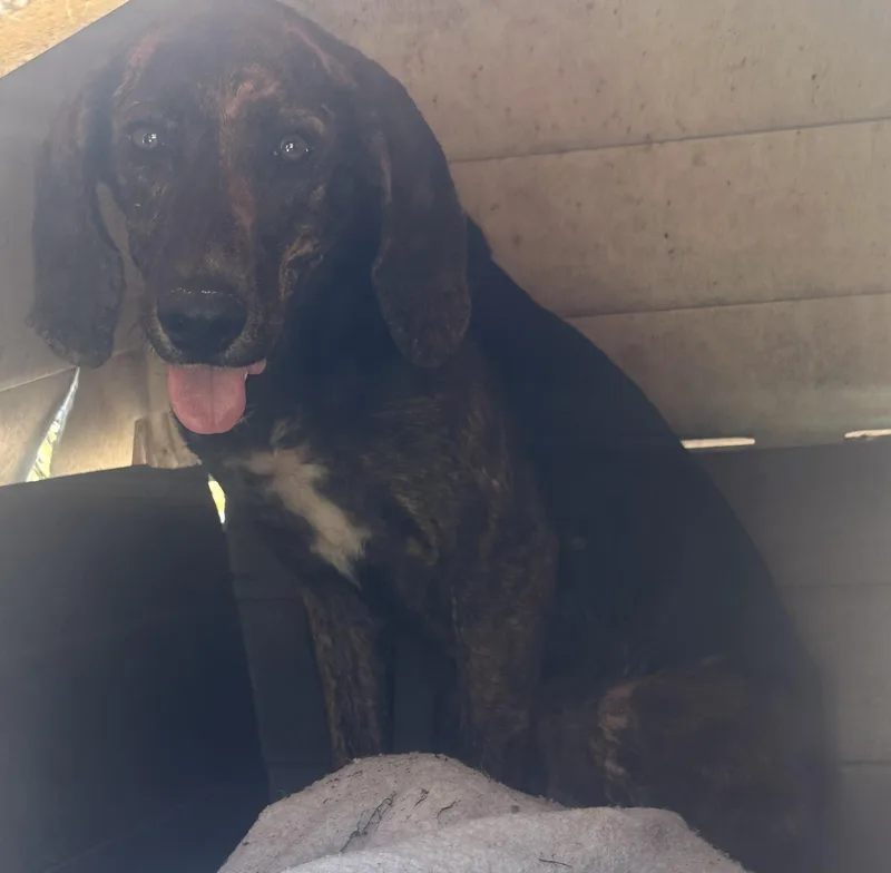 A young medium-sized male Plott Hound dog named Diesel for adoption in Bruce, MS
