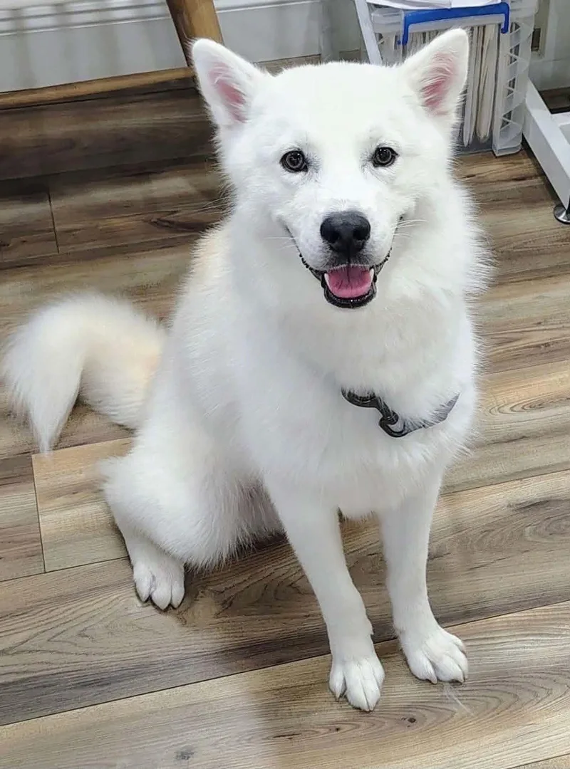 A baby medium-sized male White / Cream Husky dog named King for adoption in New Smyrna Beach, FL